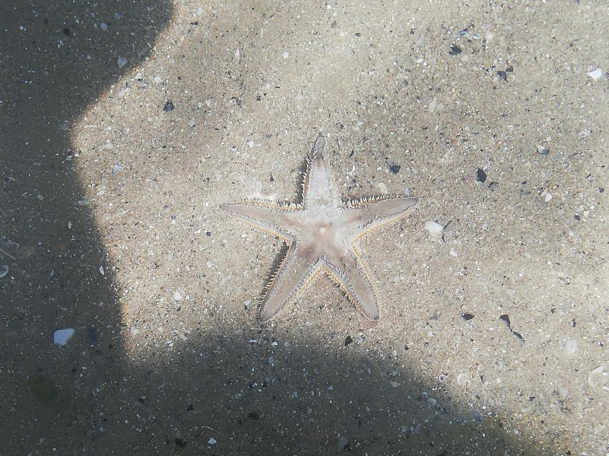 Attico Fronte Mare Lägenhet Martinsicuro Exteriör bild