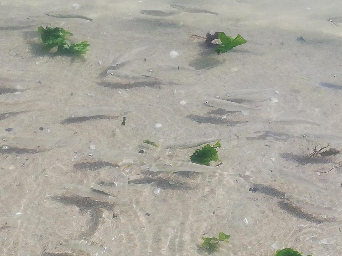 Attico Fronte Mare Lägenhet Martinsicuro Exteriör bild